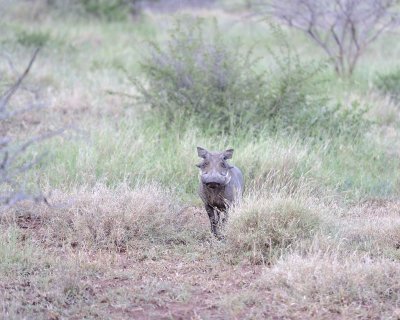 Warthog-010313-Kruger National Park, South Africa-#0001.jpg