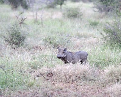 Warthog-010313-Kruger National Park, South Africa-#0007.jpg