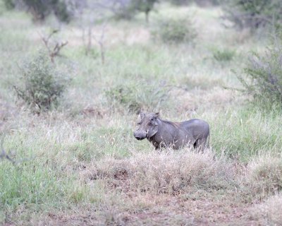 Warthog-010313-Kruger National Park, South Africa-#0014.jpg