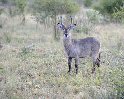 Waterbuck, Buck-010313-Kruger National Park, South Africa-#0154.jpg