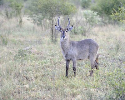 Waterbuck, Buck-010313-Kruger National Park, South Africa-#0157.jpg