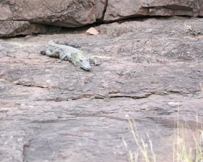 Crocodile, Nile-010213-Kruger National Park, South Africa-#2214.jpg