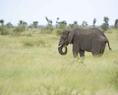 Elephant, African-010213-Kruger National Park, South Africa-#0885.jpg