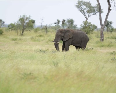 Elephant, African-010213-Kruger National Park, South Africa-#0886.jpg