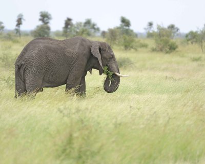 Elephant, African-010213-Kruger National Park, South Africa-#0891.jpg