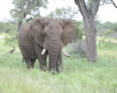 Elephant, African-010213-Kruger National Park, South Africa-#2715.jpg