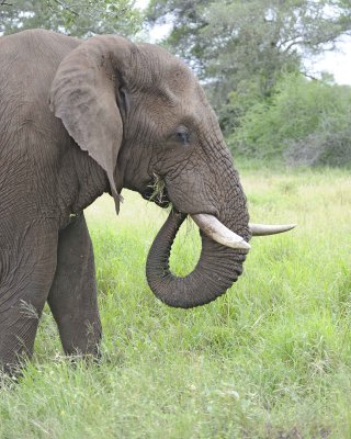 Elephant, African-010213-Kruger National Park, South Africa-#2742.jpg