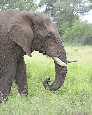 Elephant, African-010213-Kruger National Park, South Africa-#2743.jpg