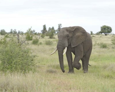 Elephant, African-010213-Kruger National Park, South Africa-#3242.jpg
