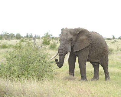 Elephant, African-010213-Kruger National Park, South Africa-#3253.jpg