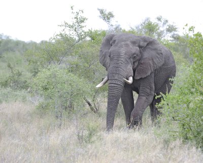 Elephant, African-010213-Kruger National Park, South Africa-#3524.jpg
