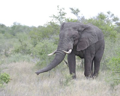 Elephant, African-010213-Kruger National Park, South Africa-#3535.jpg