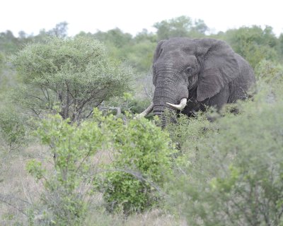 Elephant, African-010213-Kruger National Park, South Africa-#3542.jpg