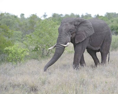Elephant, African-010213-Kruger National Park, South Africa-#3565.jpg