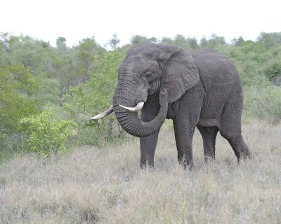 Elephant, African-010213-Kruger National Park, South Africa-#3566.jpg