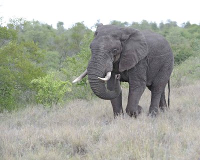 Elephant, African-010213-Kruger National Park, South Africa-#3567.jpg