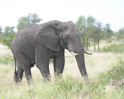 Elephant, African-010213-Kruger National Park, South Africa-#3739.jpg