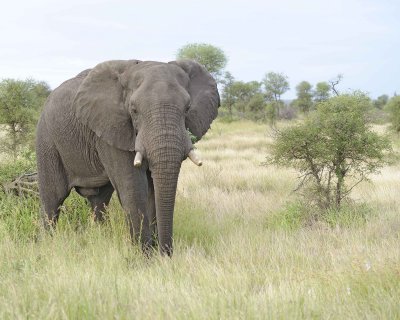 Elephant, African-010213-Kruger National Park, South Africa-#3784.jpg