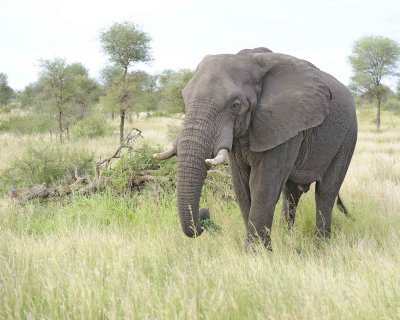 Elephant, African-010213-Kruger National Park, South Africa-#3786.jpg