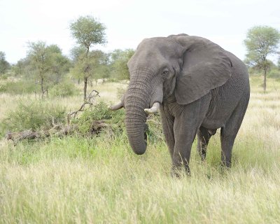 Elephant, African-010213-Kruger National Park, South Africa-#3787.jpg
