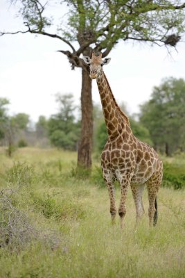 Giraffe, South African-010213-Kruger National Park, South Africa-#2468.jpg
