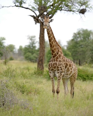 Giraffe, South African-010213-Kruger National Park, South Africa-#2479.jpg