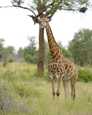 Giraffe, South African-010213-Kruger National Park, South Africa-#2490.jpg