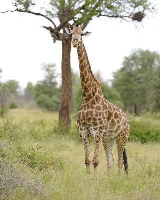 Giraffe, South African-010213-Kruger National Park, South Africa-#2538.jpg