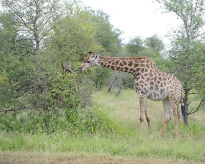 Giraffe, South African-010213-Kruger National Park, South Africa-#3580.jpg