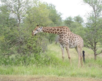 Giraffe, South African-010213-Kruger National Park, South Africa-#3612.jpg