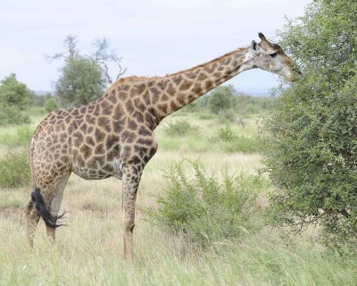 Gallery of South African Giraffe