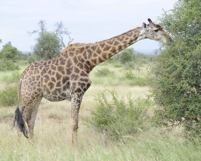 Giraffe, South African-010213-Kruger National Park, South Africa-#3662.jpg