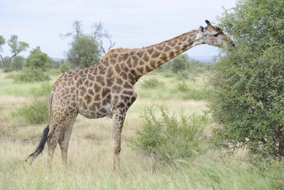 Giraffe, South African-010213-Kruger National Park, South Africa-#3663.jpg