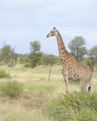 Giraffe, South African-010213-Kruger National Park, South Africa-#3699.jpg