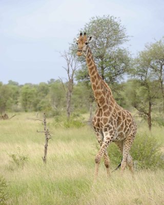 Giraffe, South African-010213-Kruger National Park, South Africa-#3716.jpg