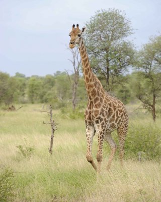 Giraffe, South African-010213-Kruger National Park, South Africa-#3717.jpg