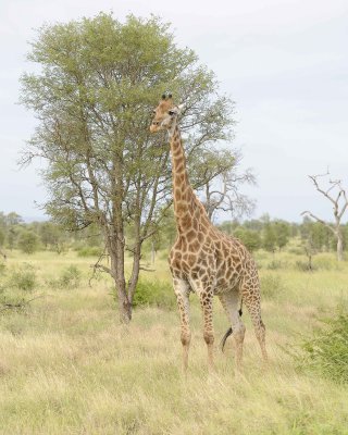 Giraffe, South African-010213-Kruger National Park, South Africa-#3728.jpg