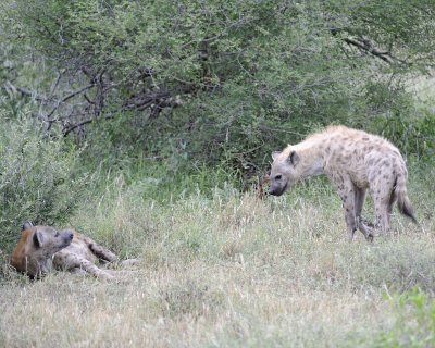 Hyena, Spotted, Adult & Pup-010213-Kruger National Park, South Africa-#2252.jpg