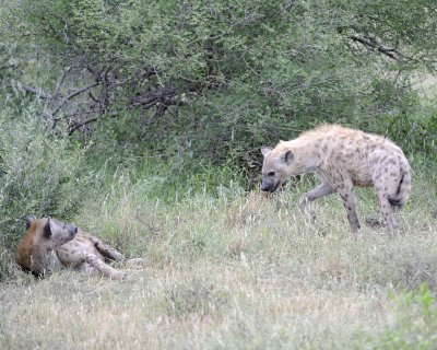 Hyena, Spotted, Adult & Pup-010213-Kruger National Park, South Africa-#2253.jpg