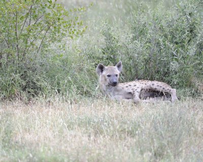 Hyena, Spotted, Pup-010213-Kruger National Park, South Africa-#2277.jpg