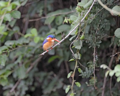 Kingfisher, Malikite-010213-Kruger National Park, South Africa-#2180.jpg