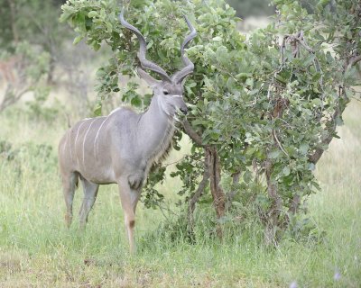 Kudu, Greater, Buck-010213-Kruger National Park, South Africa-#0010-.jpg