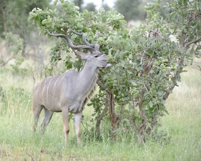 Kudu, Greater, Buck-010213-Kruger National Park, South Africa-#0011.jpg