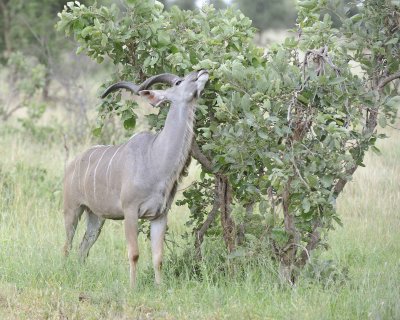 Kudu, Greater, Buck-010213-Kruger National Park, South Africa-#0027.jpg