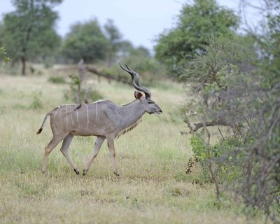 Kudu, Greater, Buck-010213-Kruger National Park, South Africa-#1398.jpg