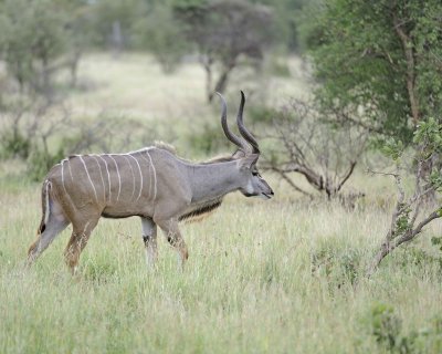 Kudu, Greater, Buck-010213-Kruger National Park, South Africa-#1428.jpg