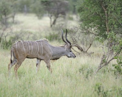 Kudu, Greater, Buck-010213-Kruger National Park, South Africa-#1430.jpg