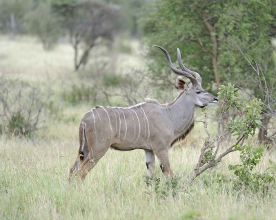 Kudu, Greater, Buck-010213-Kruger National Park, South Africa-#1453.jpg