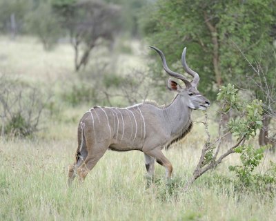 Kudu, Greater, Buck-010213-Kruger National Park, South Africa-#1455.jpg