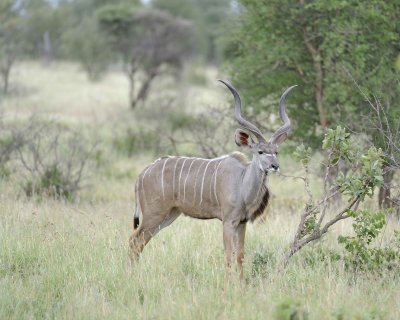 Kudu, Greater, Buck-010213-Kruger National Park, South Africa-#1462.jpg